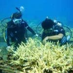 marine conservation in bali- fisherman show volunteer how to cut coral