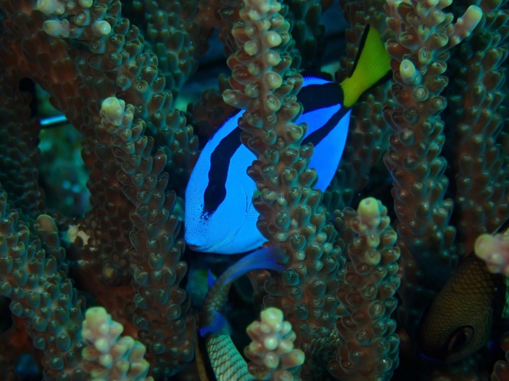 LINI-letter-six-and-branching-coral