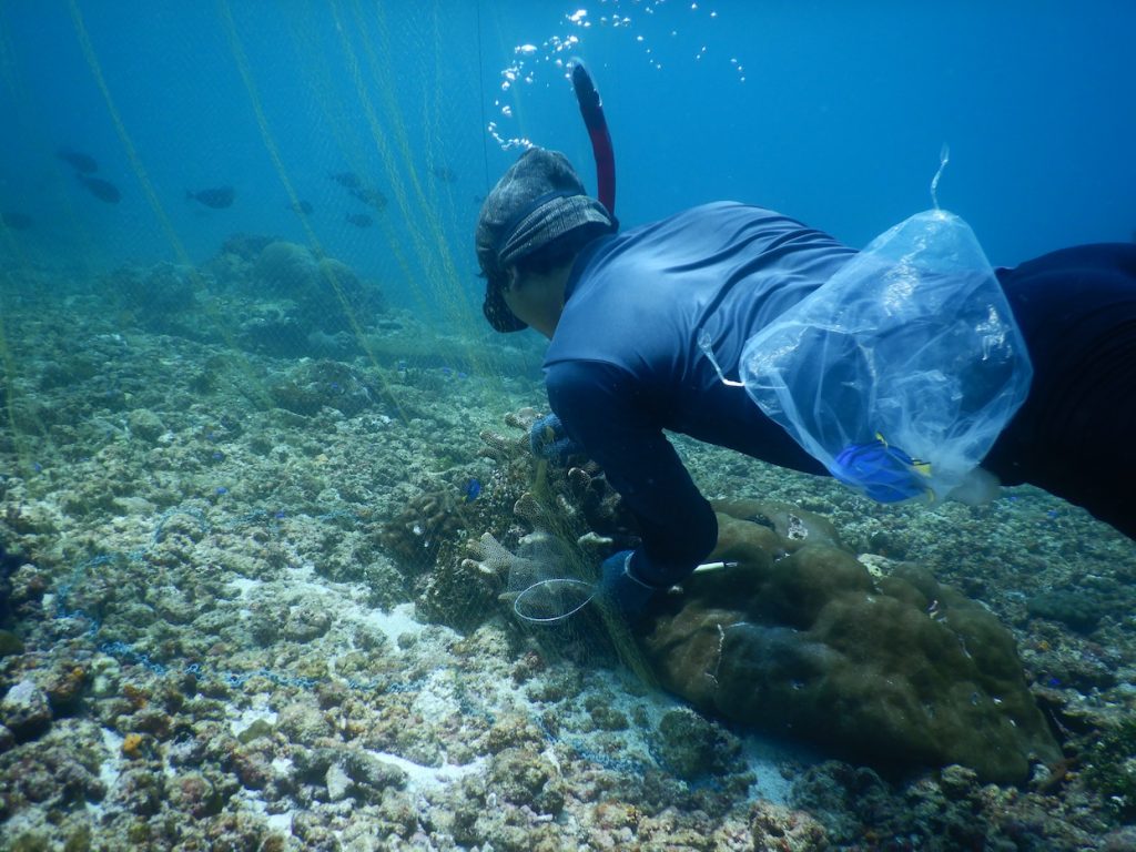 LINI-Sonit-fisher-catching-letter-six-dory