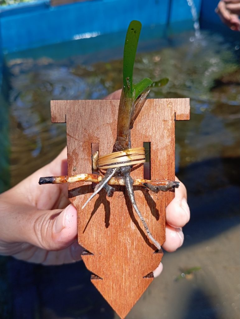 LINI-ex-situ-seagrass-restoration