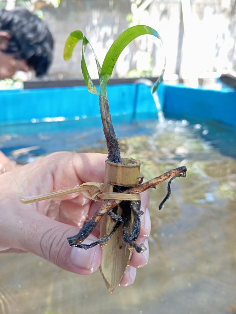 LINI-ex-situ-seagrass-restoration-at-LATC