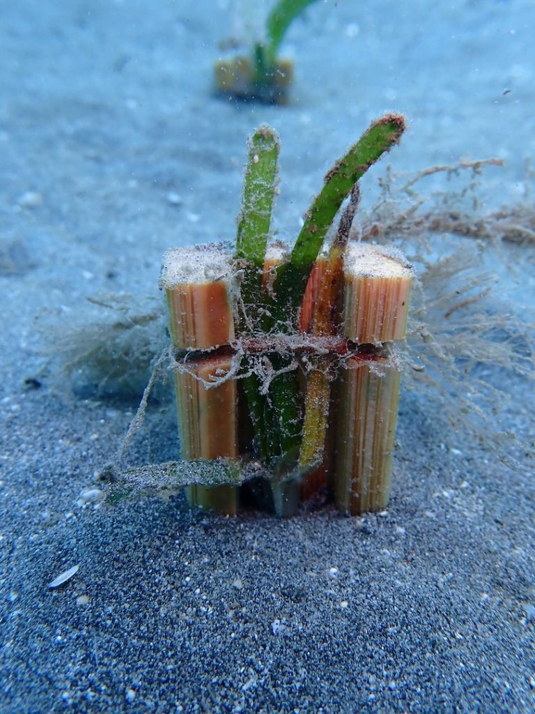 LINI-in-situ-segrass-restoration