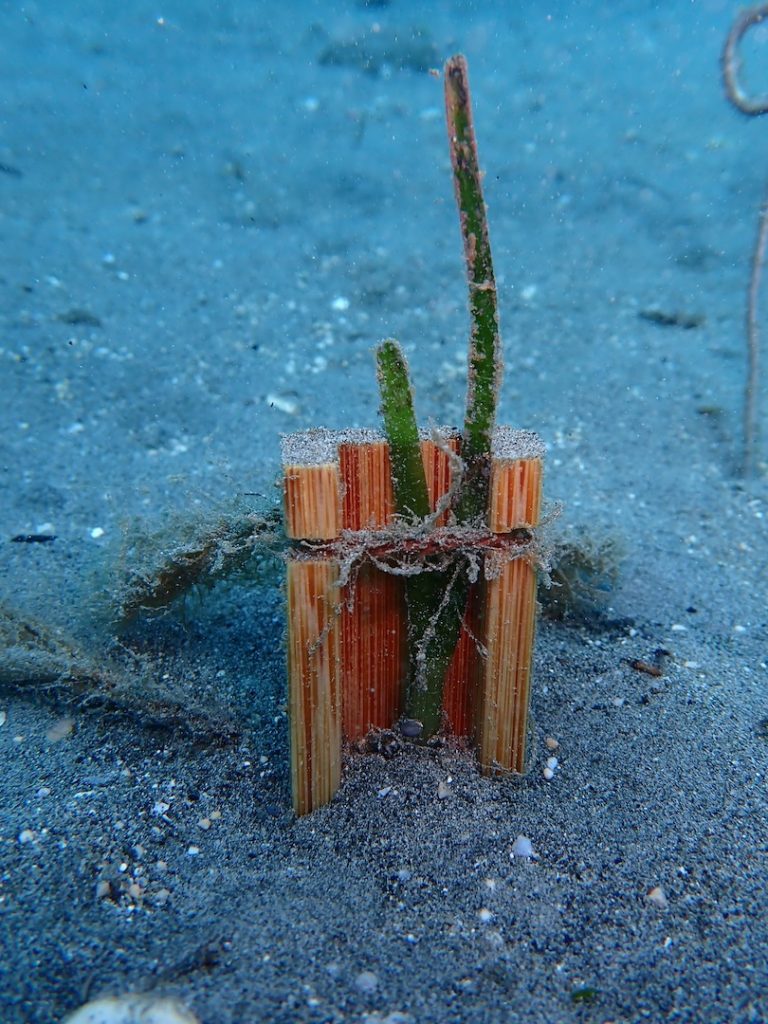 LINI-in-situ-seagrass-restoration-underwater