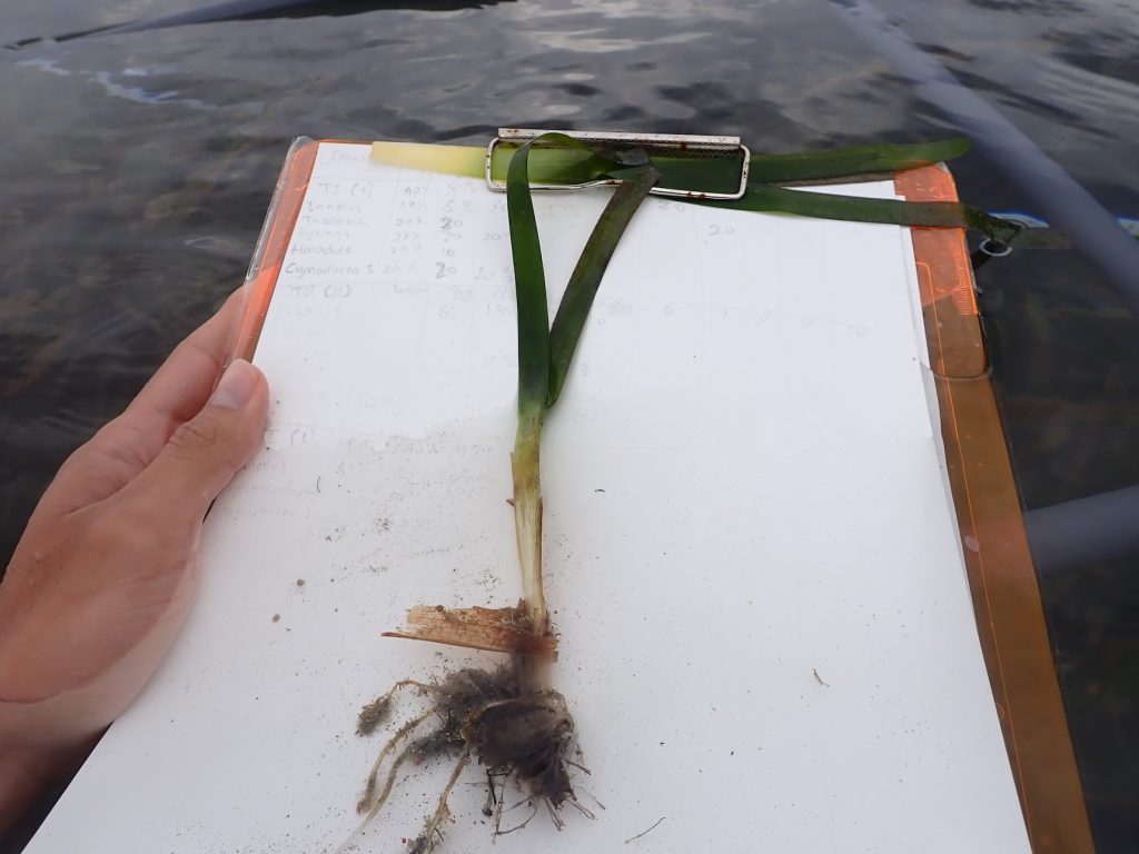 LINI-seagrass-study