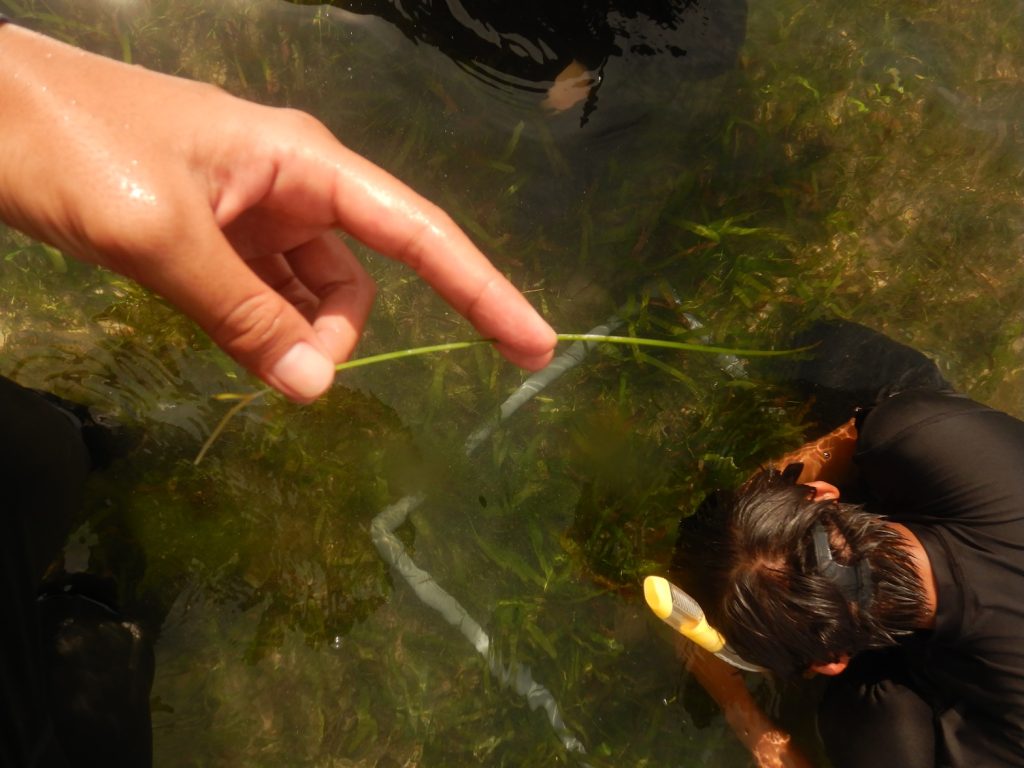 LINI-segrass-study-Bali